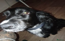 Cocker Spaniel dogs for sale: Cocker spaniel black and white  - Image 2