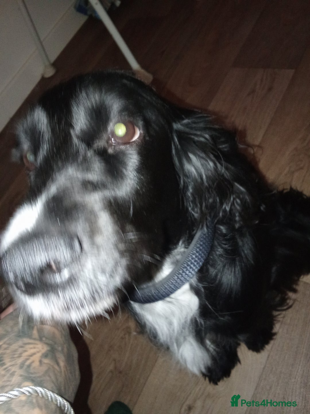 Cocker Spaniel dogs for sale: Cocker spaniel black and white  - Image 2