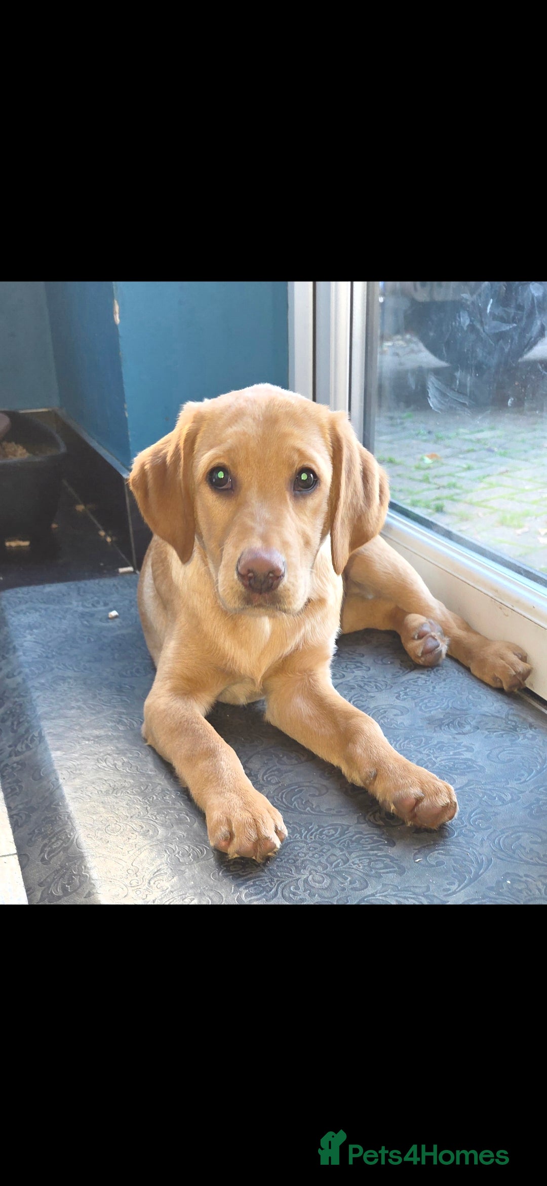 Labrador Retriever dogs 1 Golden male available 💛 - Advert 11