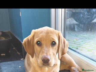 Labrador Retriever dogs 1 Golden male available 💛 - Advert 5