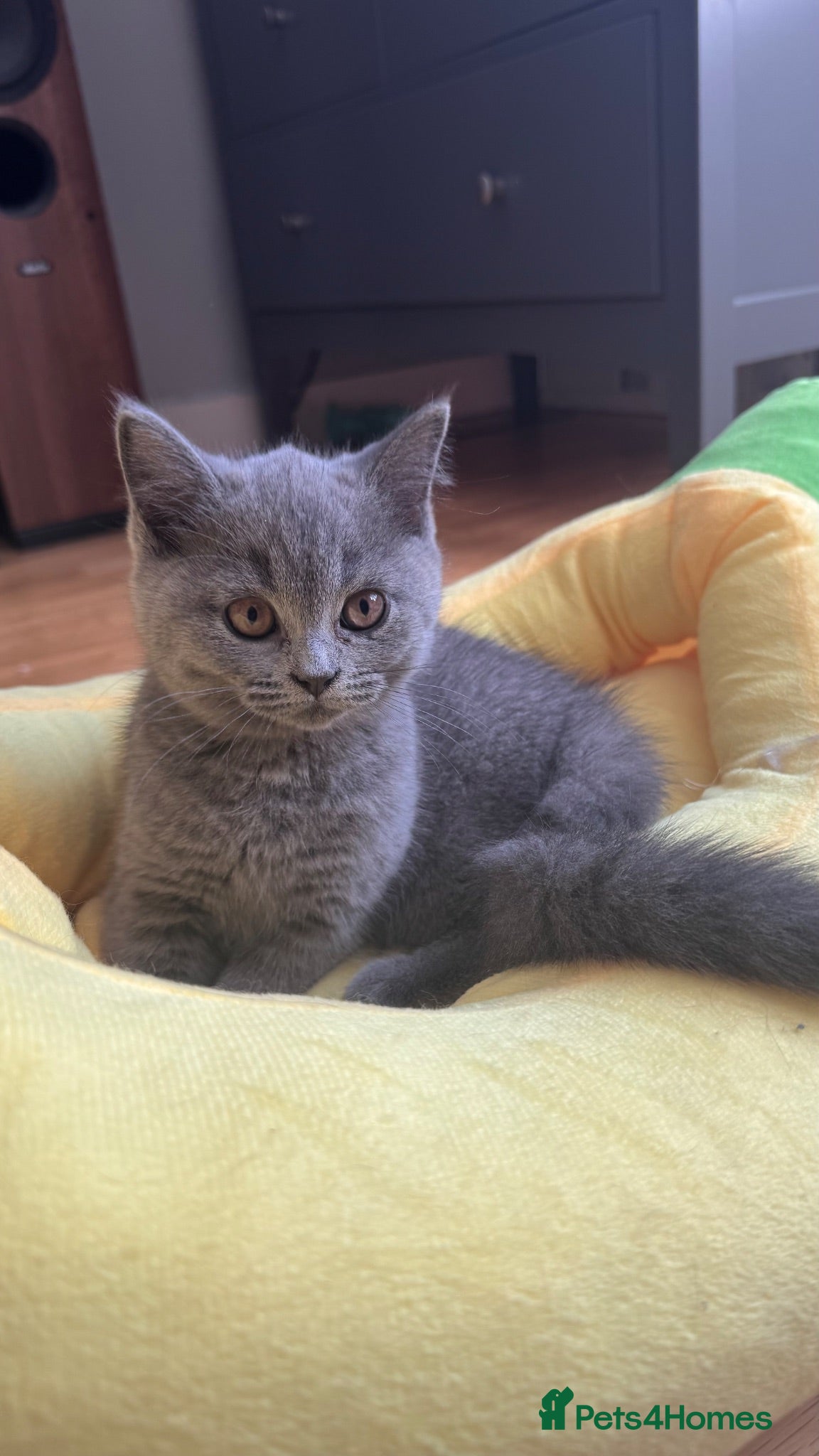 British Shorthair cats Beautiful British Shorthair kittens  - Advert 1