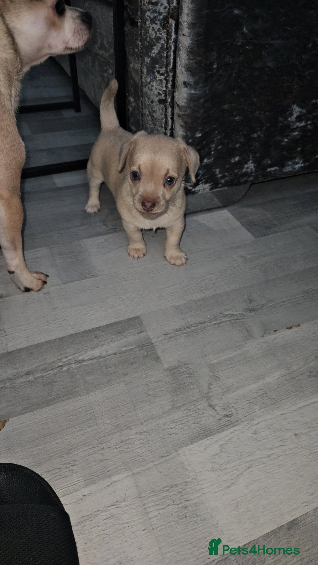 Mixed Breed dogs for sale: French chihuahuas for sale  - Image 6