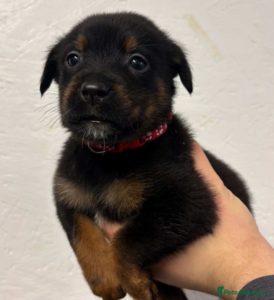 Mixed Breed dogs for sale: Rottweiler x malinois - Advert 30