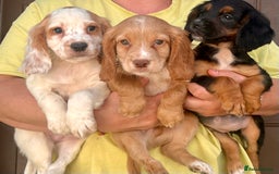 Cocker Spaniel dogs for sale: Stunning working cockers  - Image 2