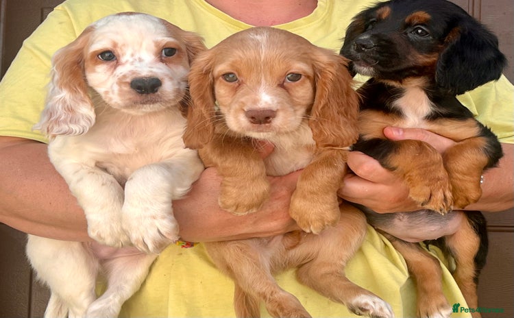 Cocker Spaniel dogs - Advert 2