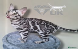 Bengal cats for sale: Intensively socialised bengal kittens - lap cats! in Scunthorpe - Image 14