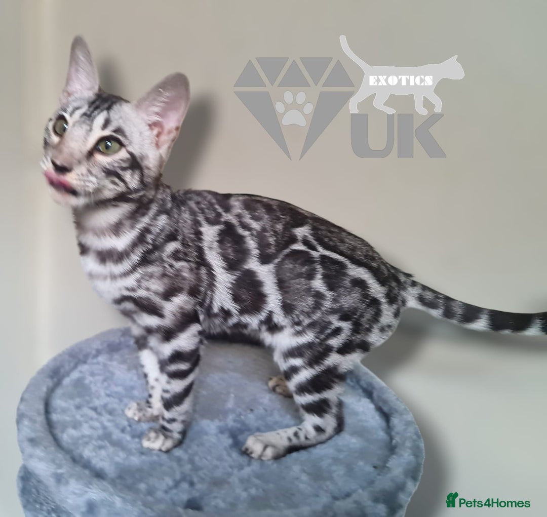 Bengal cats for sale: Intensively socialised bengal kittens - lap cats! in Scunthorpe - Image 14