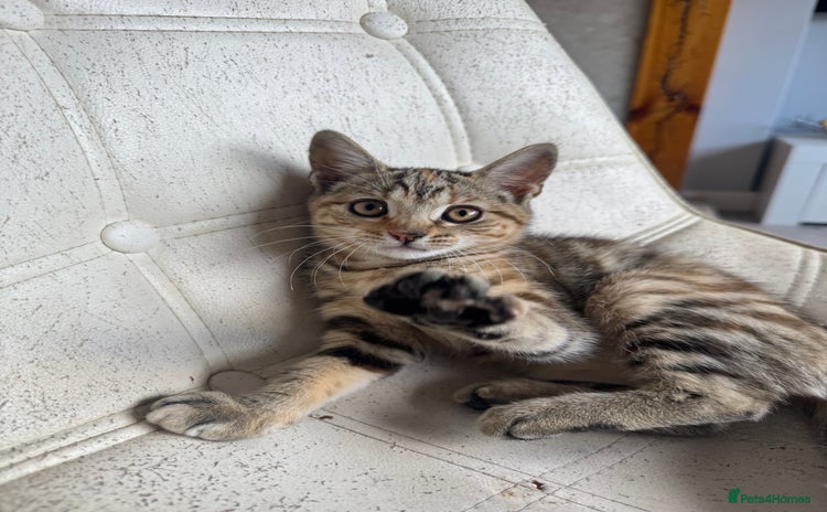 Mixed Breed cats - Advert 4