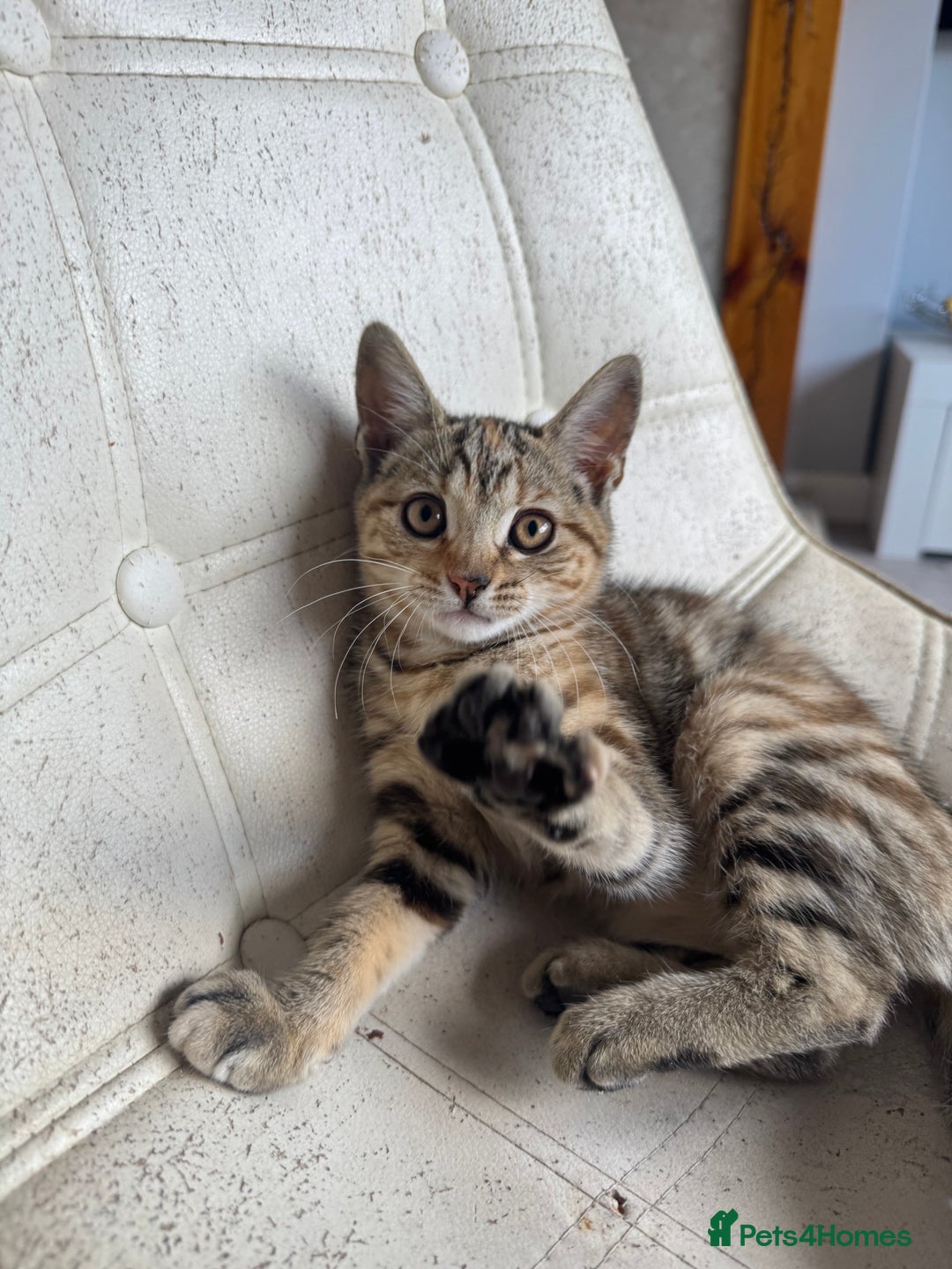 Mixed Breed cats for sale: 3 female kittens for sale - Image 1