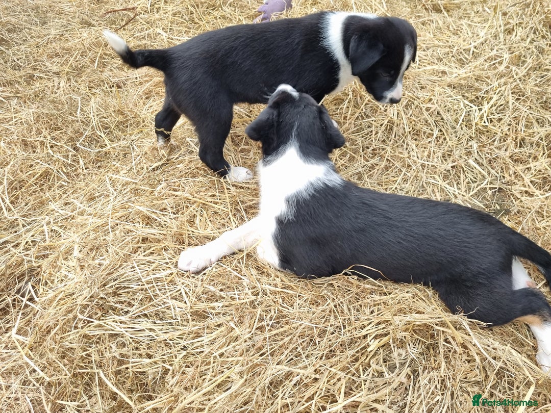 Border Collie dogs for sale: Farm Reared Border Collie Pups - Image 7