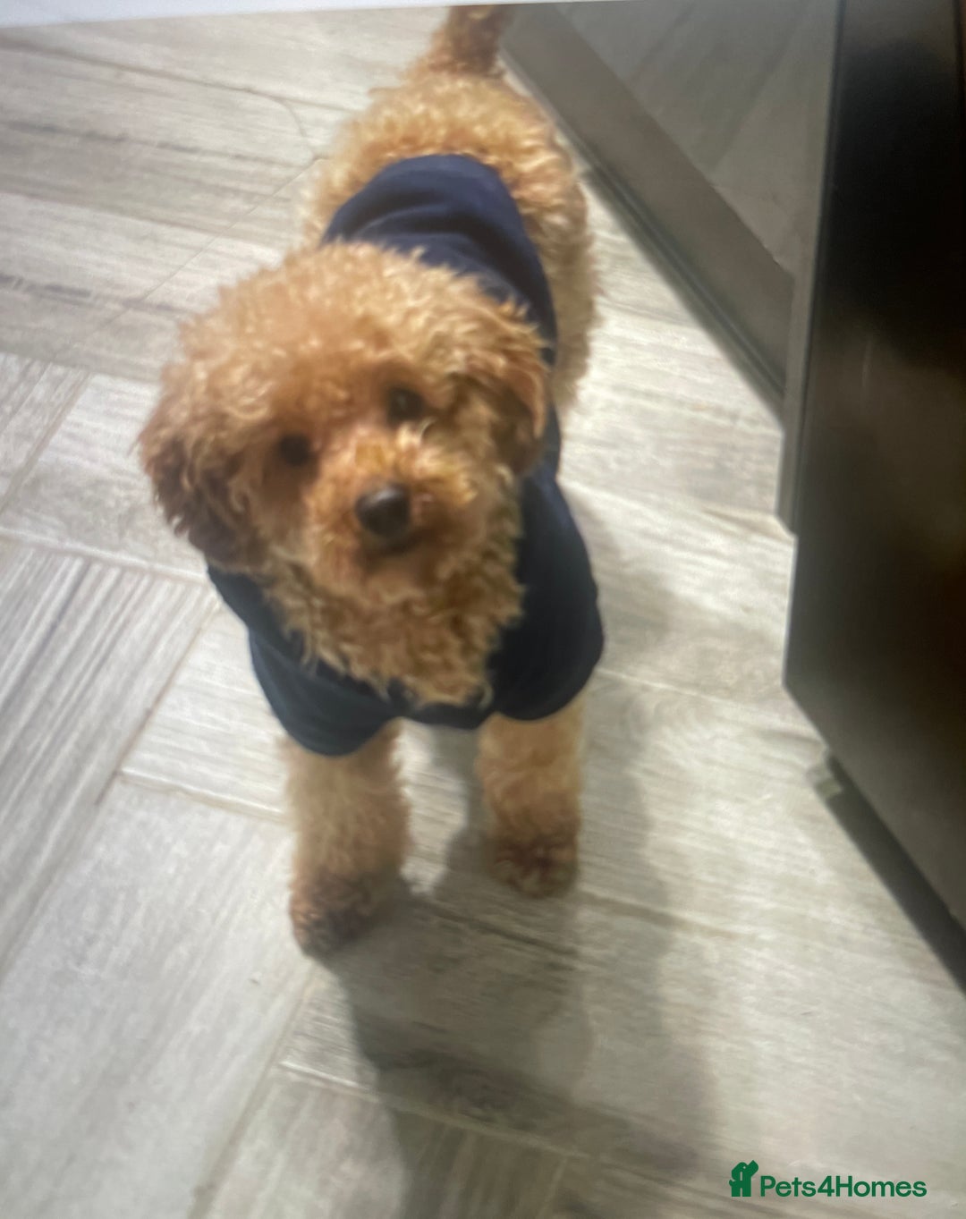 Poochon dogs for sale: Stunning litter - Image 15