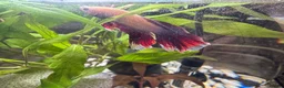 Live Bearers fish for sale: Ultimate 40L Tropical Aquarium Setup with 9guppies in Newport - Advert 4