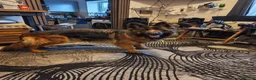 German Shepherd dogs for sale: German Shepherd in Luton - Advert 4