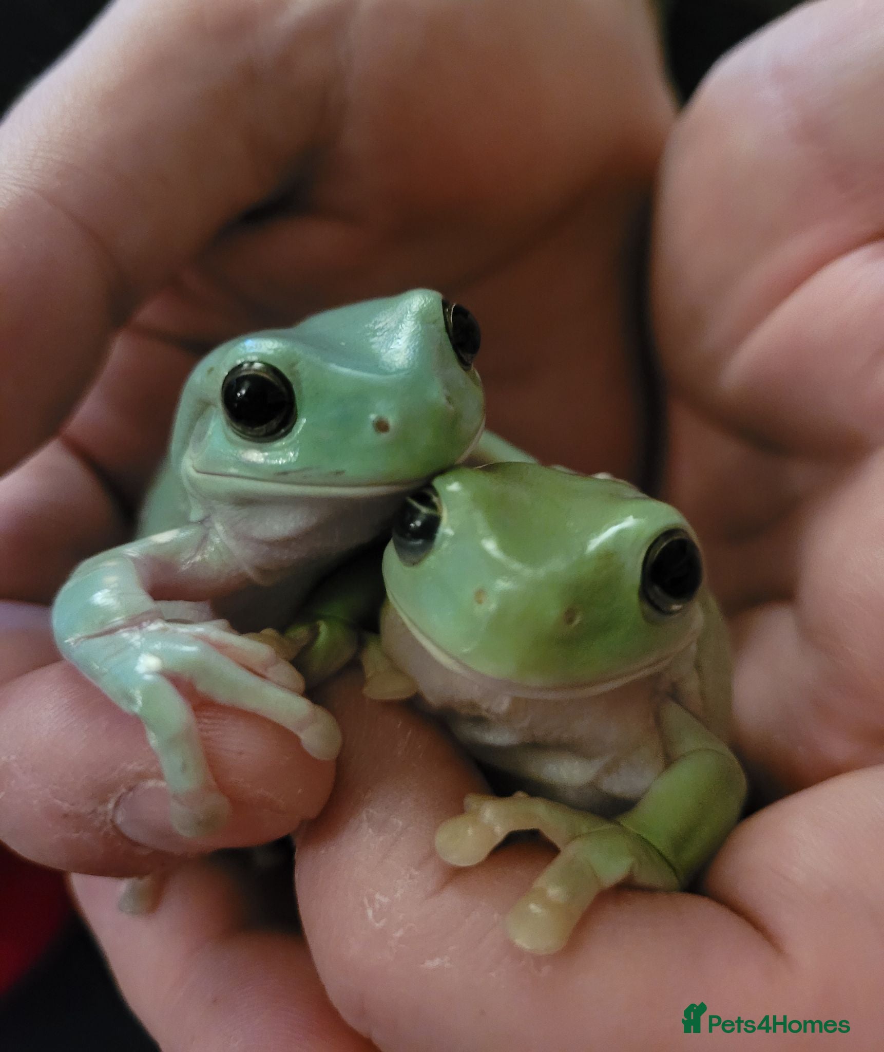 Frog reptiles 2 male tree frogs with complete set up - Advert 1