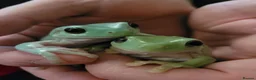 Frog reptiles for sale: 2 male tree frogs with complete set up in Glossop - Advert 1