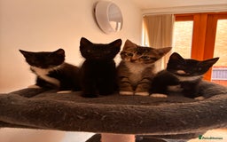 Mixed Breed cats for sale: Beautiful and super playful kittens  - Image 18