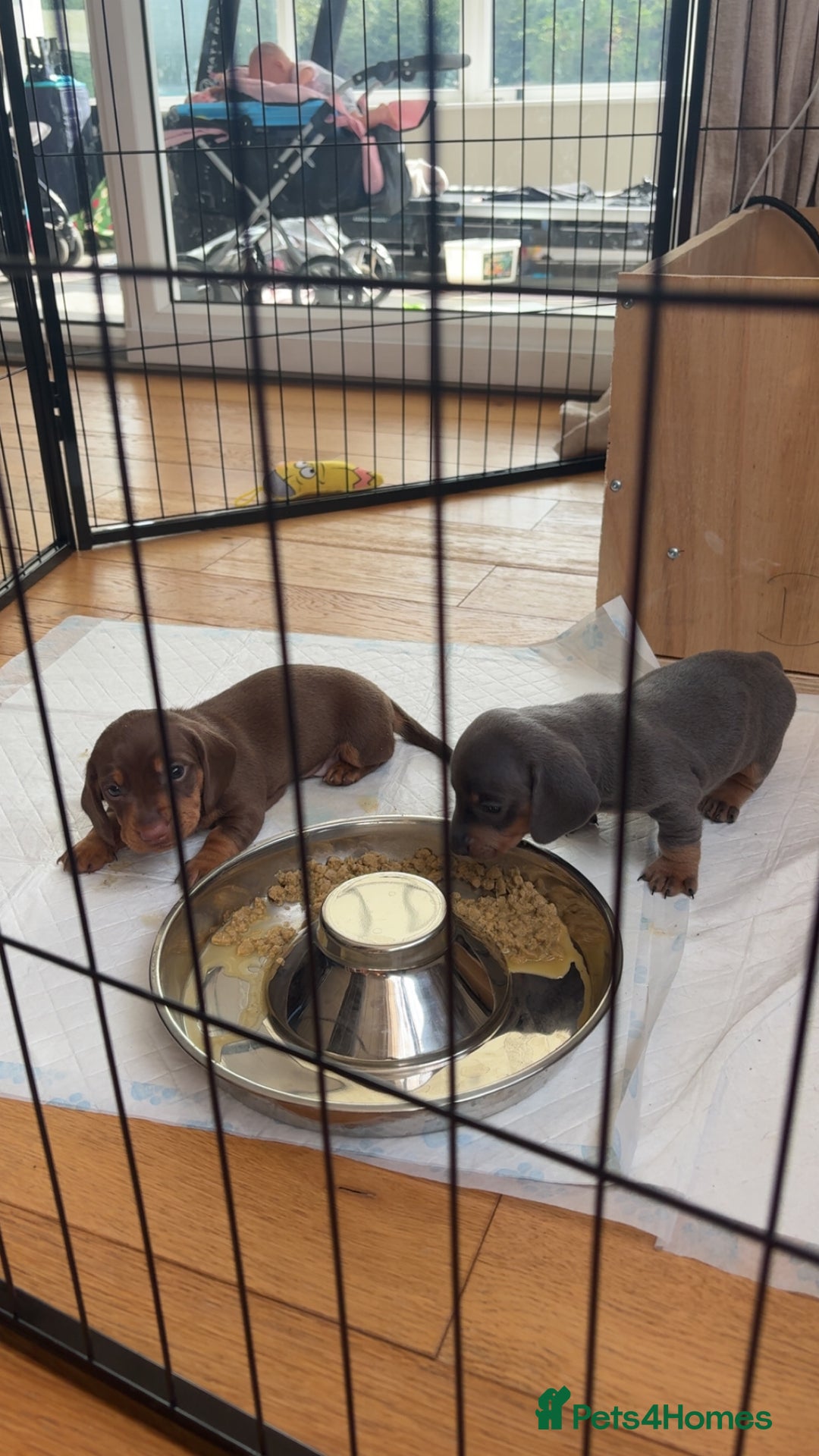Miniature Dachshund dogs for sale: KC Registered Miniature Dachshund Puppies For Sale - Image 5