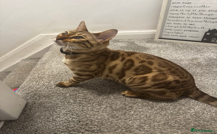 Bengal cats - Advert 1