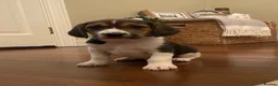 Beagle dogs for sale: Beagle pups - Advert 3