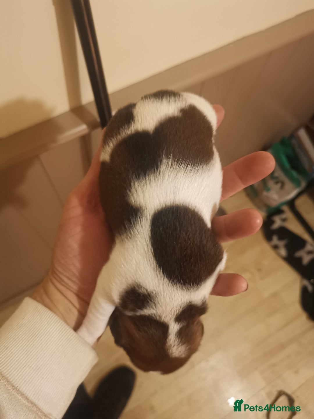 Jack Russell dogs for sale: Beautiful tricoloured jack Russell pups for sale - Advert 5