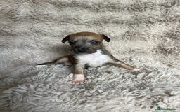 Mixed Breed dogs for sale: 3/4 Italian greyhound puppies  - Image 14