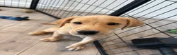 Labrador Retriever dogs for sale: Health Tested Champion Pedigree Pups - Advert 10