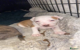Staffordshire Bull Terrier dogs for sale: Staff cross American bulldog  - Image 2