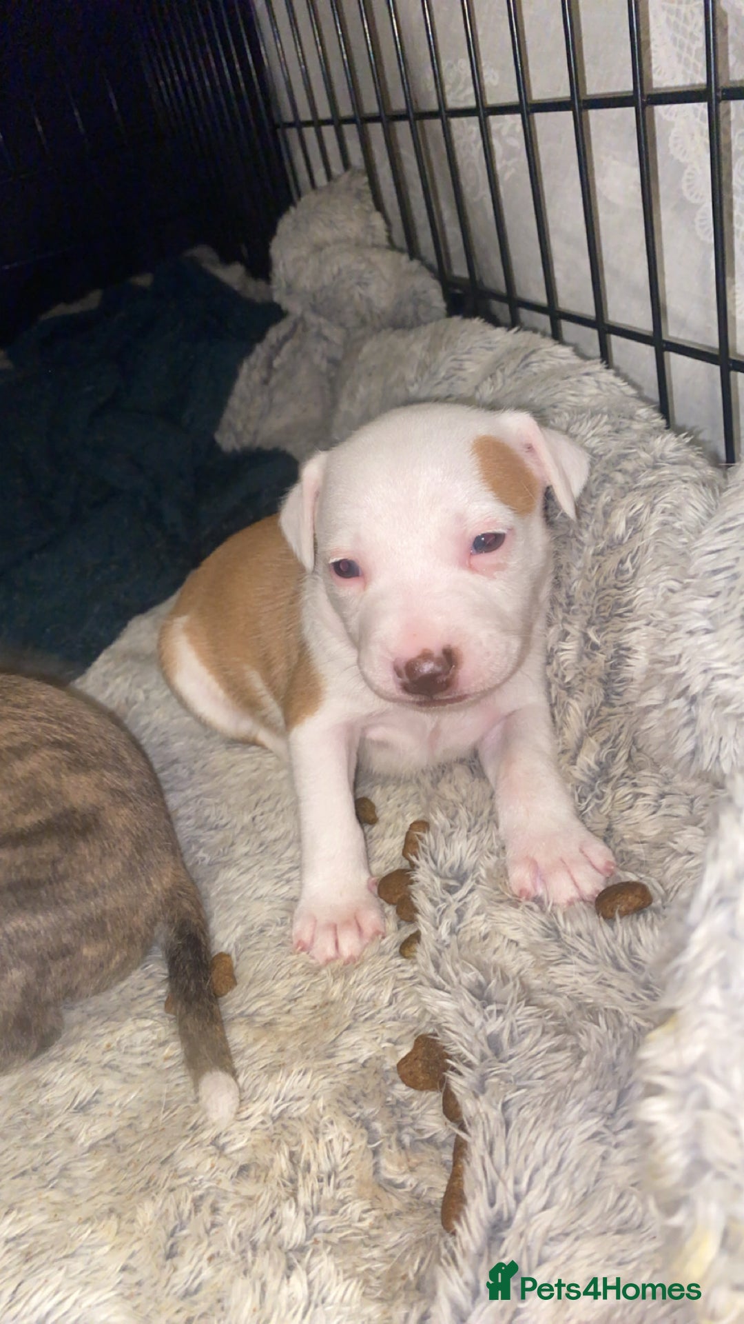 Staffordshire Bull Terrier dogs for sale: Staff cross American bulldog  - Image 2