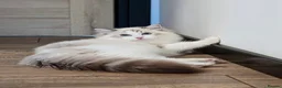 Ragdoll cats for sale: Valentino 🩵 – for breeding/showing or as a pet. - Advert 2