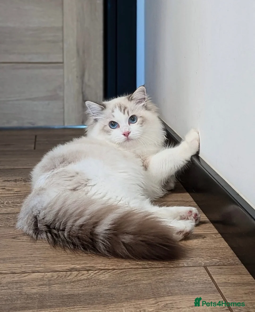Ragdoll cats for sale: Valentino 🩵 – for breeding/showing or as a pet. - Advert 2