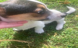 Mixed Breed dogs for sale: Daxijack boy - Image 3