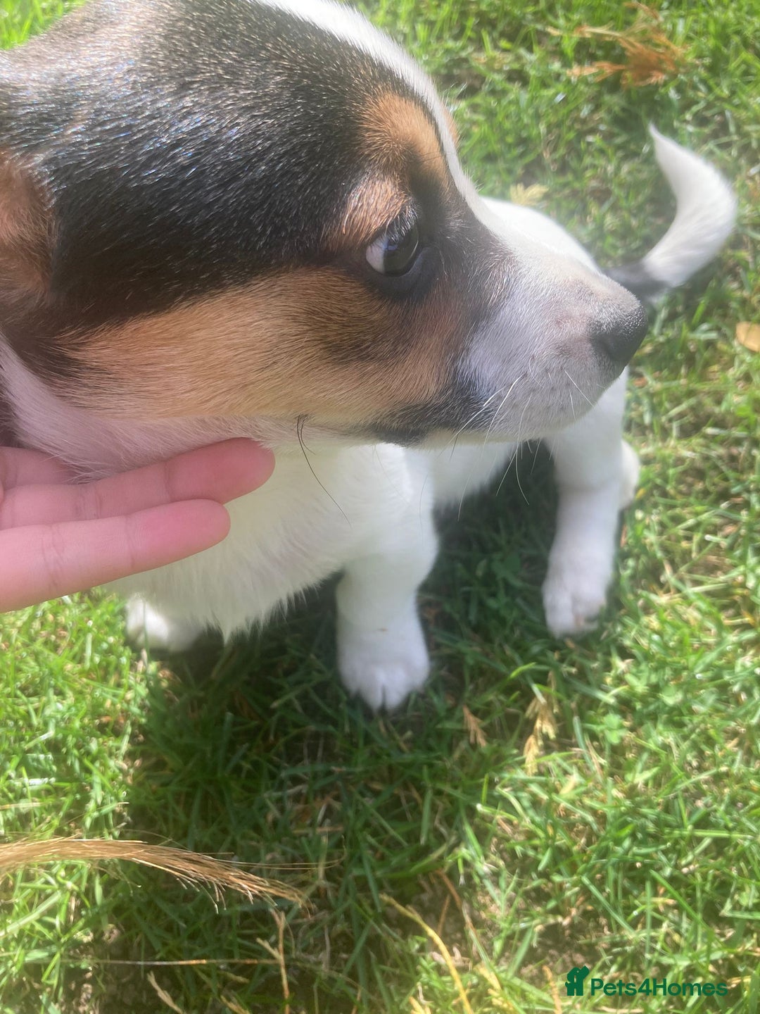 Mixed Breed dogs for sale: Daxijack boy - Image 3