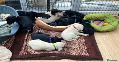 Labrador Retriever dogs - Advert 2