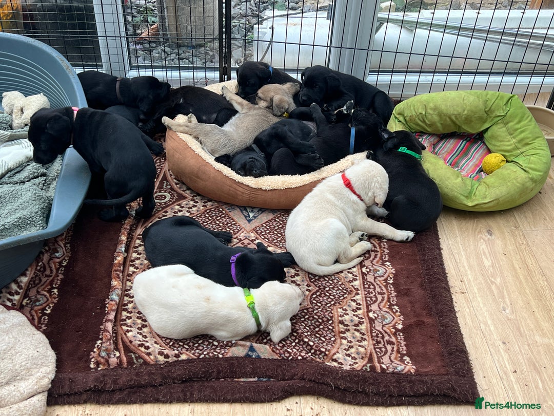 Labrador Retriever dogs for sale: Beautiful Labrador  - Image 2