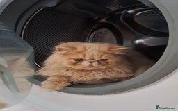 Persian cats for stud: Gccf brother's for stud!!  - Image 2