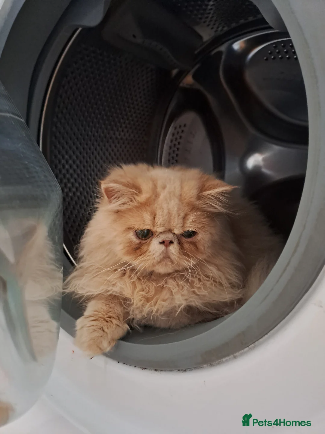 Persian cats for stud: GCCF brother's for stud!!  - Advert 3