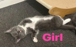Ragdoll cats for sale: Adorable kittens ( Ragdoll cross) - Image 7