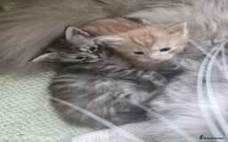 Maine Coon cats for sale: 2 Left! Red Smoke Boy and Torbie Girl - Image 5