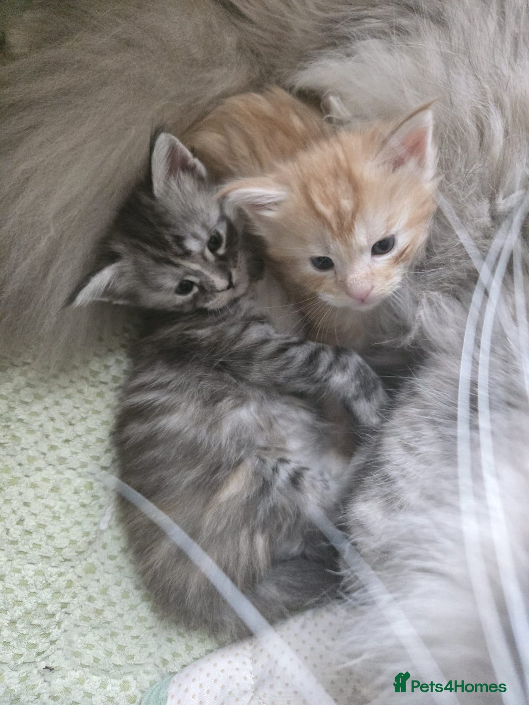 Maine Coon cats for sale: 2 Left! Red Smoke Boy and Torbie Girl - Image 5