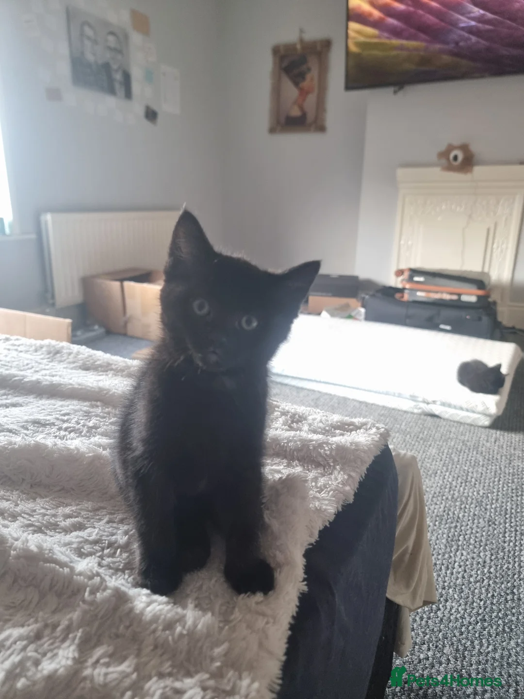 Mixed Breed cats for sale: Lovely Mixed Breed Kittens in Durham - Advert 2