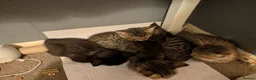 British Shorthair cats for sale: British short hair Savannah X  - Advert 9