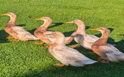 Ducks poultry for sale: *Saxony & Cayuga Drakes* - Image 1