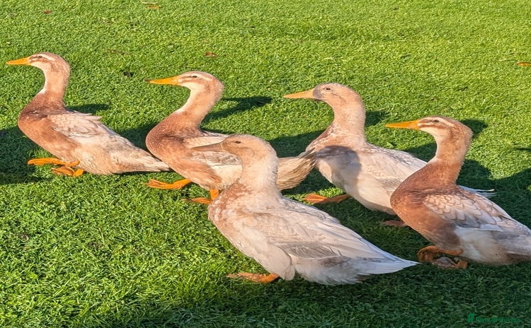 Ducks poultry - Advert 2