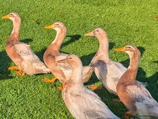Ducks poultry *Saxony & Cayuga Drakes* - Advert 4