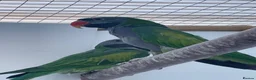 Parakeets birds for sale: Derbyan parakeets  - Advert 4