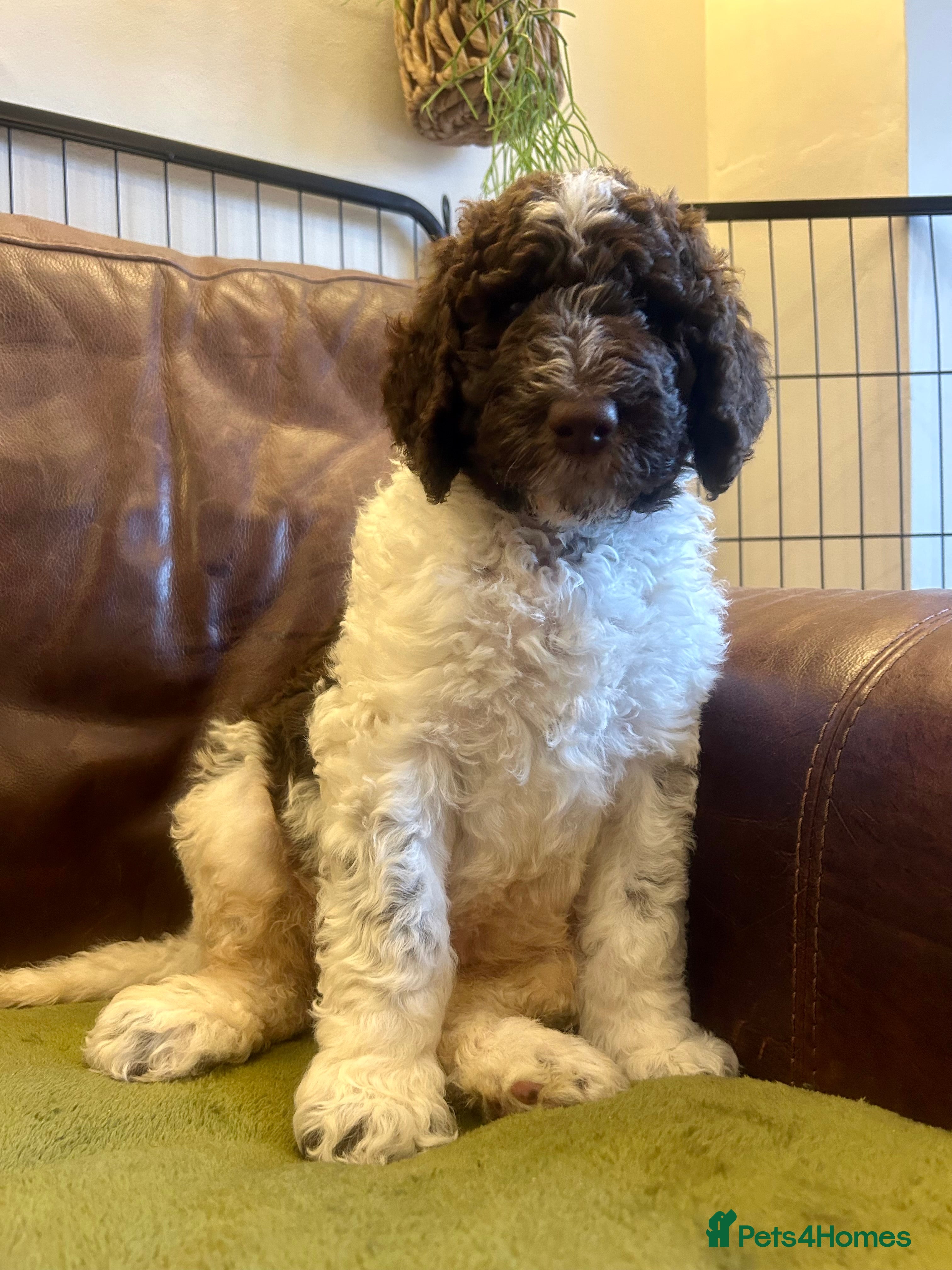 Newfypoo dogs F1B Parti Newfypoo  - Advert 2