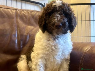 Newfypoo dogs F1B Parti Newfypoo - Advert 2