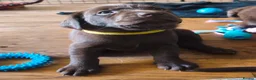 Labrador Retriever dogs for sale: Labrador Puppies Black & Chocolate Ready 31st Oct - Advert 22