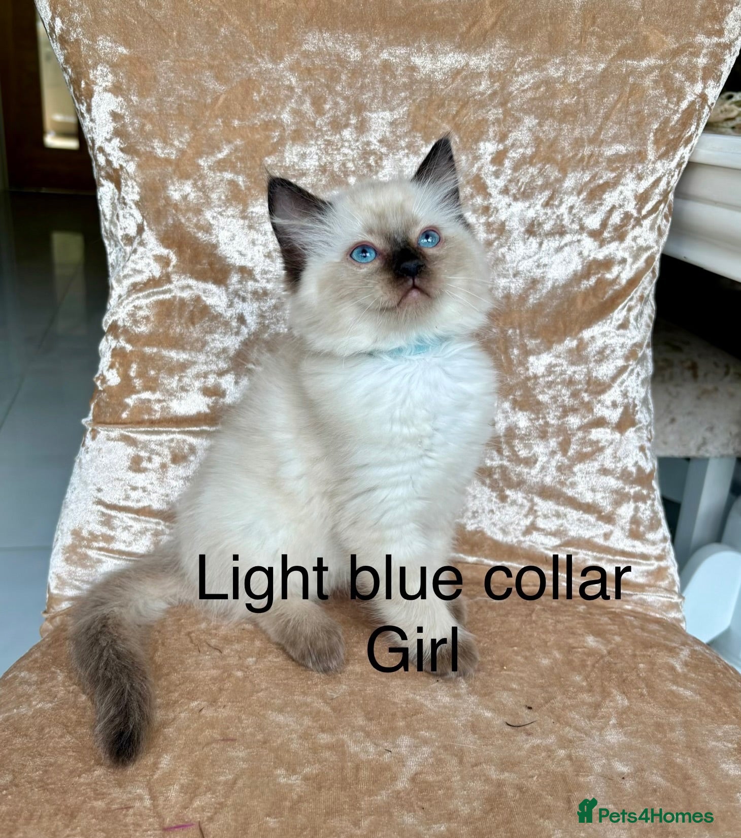 Ragdoll cats Beautiful ragdoll kittens  - Advert 1