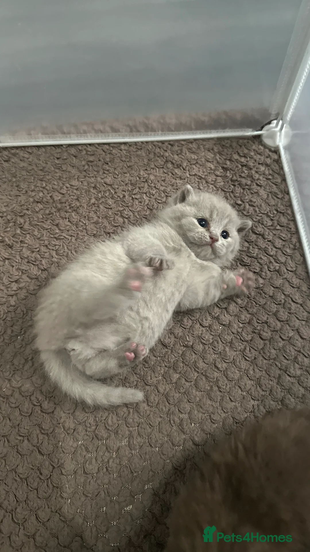 British Shorthair cats for sale: 🍫Chocolate and Lilac TICA Reg British Shorthairs  - Advert 11